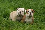 BULLDOG ANGLAIS 199